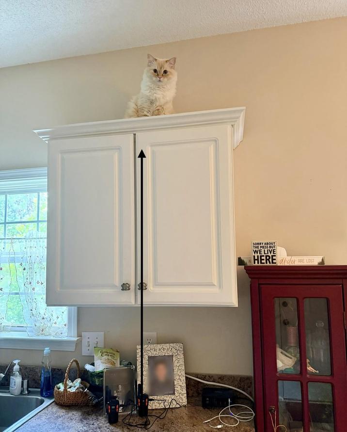 GINGER SORRY ABOUT THE MESS BUT WE LIVE HERE drder ARE LOST