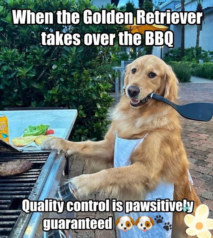 ASA GD RT When the Golden Retriever takes over the BBQ Quality control is pawsitively guaranteed