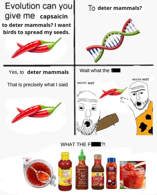 Evolution can you give me capsaicin to deter mammals? I want birds to spread my seeds. To deter mammals? Yes, to deter mammals Wait what the f MOUTH HOT That is precisely what I said MOUTH HOT WHAT THE F ?! KIMCHI FELIX CHILISAS By 1.