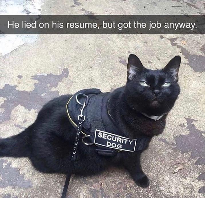 He lied on his resume, but got the job anyway. SECURITY DOG