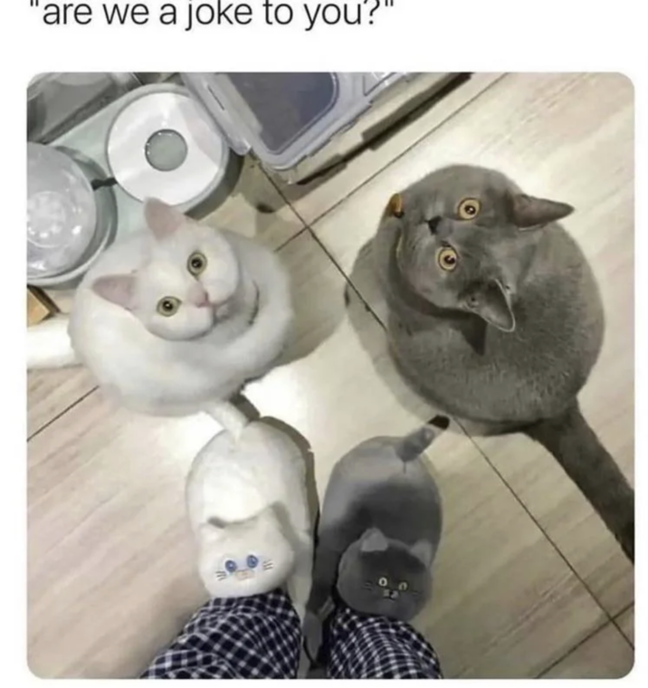 'are we a joke to you?"