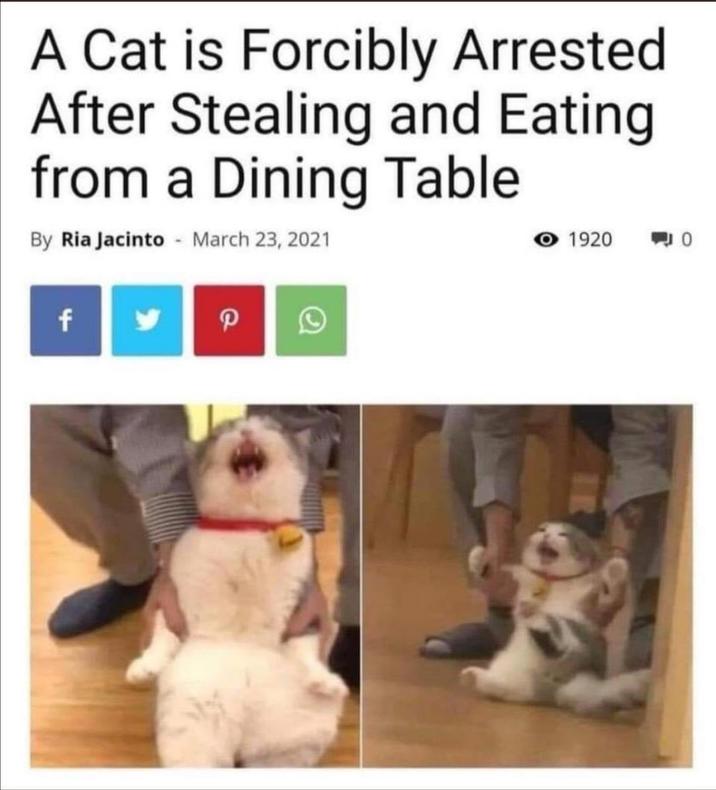 A Cat is Forcibly Arrested After Stealing and Eating from a Dining Table By Ria Jacinto March 23, 2021 1920 f P