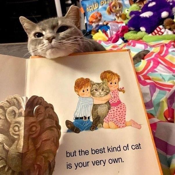 PAW P but the best kind of cat is your very own.