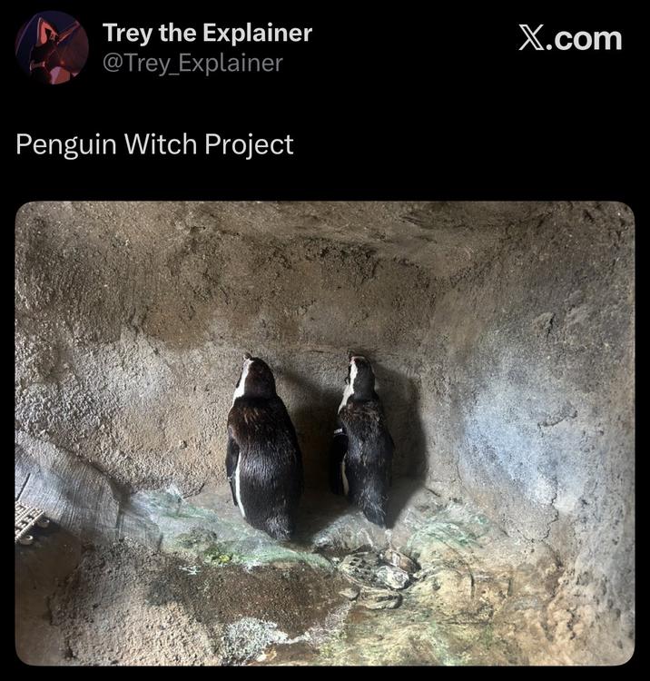 Trey the Explainer @Trey_Explainer Penguin Witch Project X.com