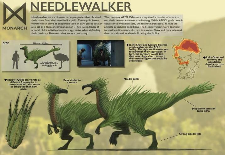 ☑ MONARCH NEEDLEWALKER Needlewalkers are a dinosaurian superspecies that obtained their name from their needle-like quills. These quills haven vibrate which serve as echolation tools in dark places but can also act as a form of communication. They live in flocks of around 10-15 individuals and are aggressive when defending their territory. However, they are not predatory. The company, APEX Cybernetics, aqcuired a handful of assets to test their neurotransmitters technology. While APEX's goals preach coexistence with monsters, the facility in Pensacola, Fl kept the animals in barbaric conditions. The Needlewalkers were confined to small confinement cells, two to a room. Shaw and crew released them as a diversion when infiltrating the facility. SIZE 3.66 meters (12 feet) (Below) Quills can vibrate at different frequencies to convey emotion, also serves as echolocation in dark places A needlewalker can reach speeds reach up to 45 mph, as fast as an ostrich Beak similar to a vulture (Left) Shaw and Kentaro free the needlewalkers in the APEX facility. The tight confinement was to maximize their aggression. In turn, the company would test their neurological tech to see if their natural aggression could be overridden. (Left) Observed territory and population densities across Skull Island Needle quills Swipe from serrated tail is lethal Strong bipedal legs