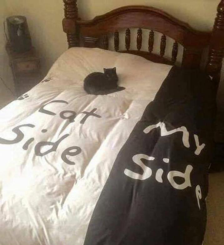 Cat My Side Sid