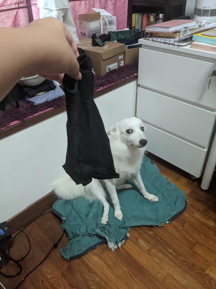 A gi