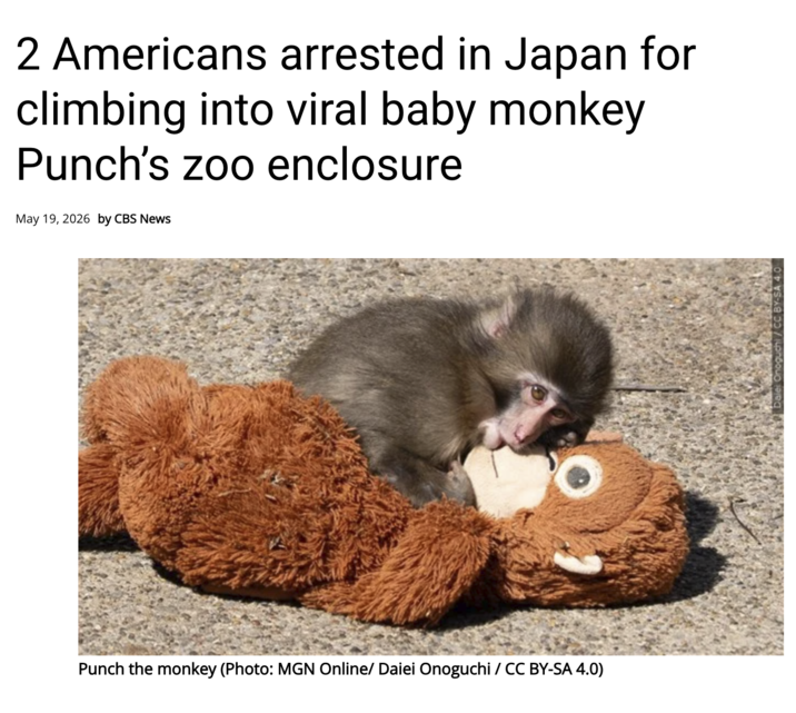 2 Americans arrested in Japan for climbing into viral baby monkey Punch's zoo enclosure May 19, 2026 by CBS News Punch the monkey (Photo: MGN Online/ Daiei Onoguchi / CC BY-SA 4.0)