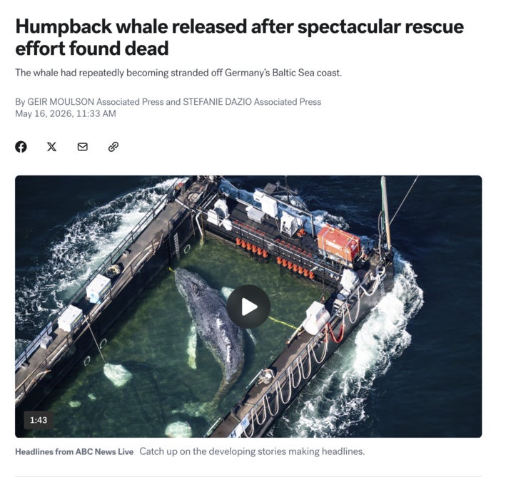 Humpback whale released after spectacular rescue effort found dead The whale had repeatedly becoming stranded off Germany's Baltic Sea coast. By GEIR MOULSON Associated Press and STEFANIE DAZIO Associated Press May 16, 2026, 11:33 AM X 2 Headlines from ABC News Live Catch up on the developing stories making headlines. 1:43