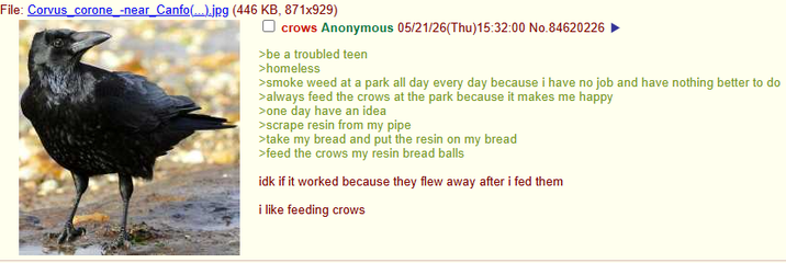 File: Corvus_corone_-near_Canfo(...).jpg (446 KB, 871x929) crows Anonymous 05/21/26(Thu)15:32:00 No.84620226 >be a troubled teen >homeless >smoke weed at a park all day every day because i have no job and have nothing better to do >always feed the crows at the park because it makes me happy >one day have an idea >scrape resin from my pipe >take my bread and put the resin on my bread >feed the crows my resin bread balls idk if it worked because they flew away after i fed them i like feeding crows