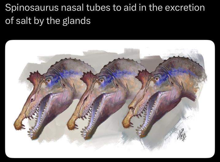 Spinosaurus nasal tubes to aid in the excretion of salt by the glands