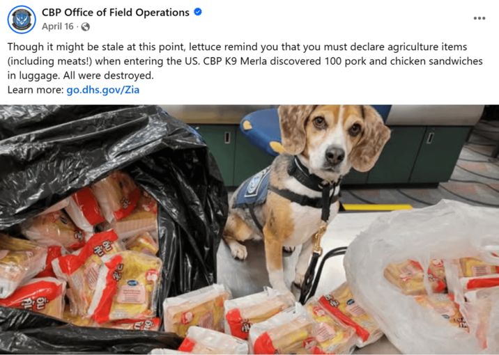 CBP Office of Field Operations April 16. → ... Though it might be stale at this point, lettuce remind you that you must declare agriculture items (including meats!) when entering the US. CBP K9 Merla discovered 100 pork and chicken sandwiches in luggage. All were destroyed. Learn more: go.dhs.gov/Zia 28 49