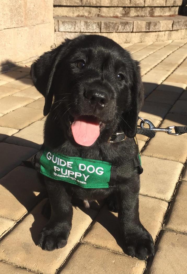 GUIDE DOG PUPPY Sulciedogs.com