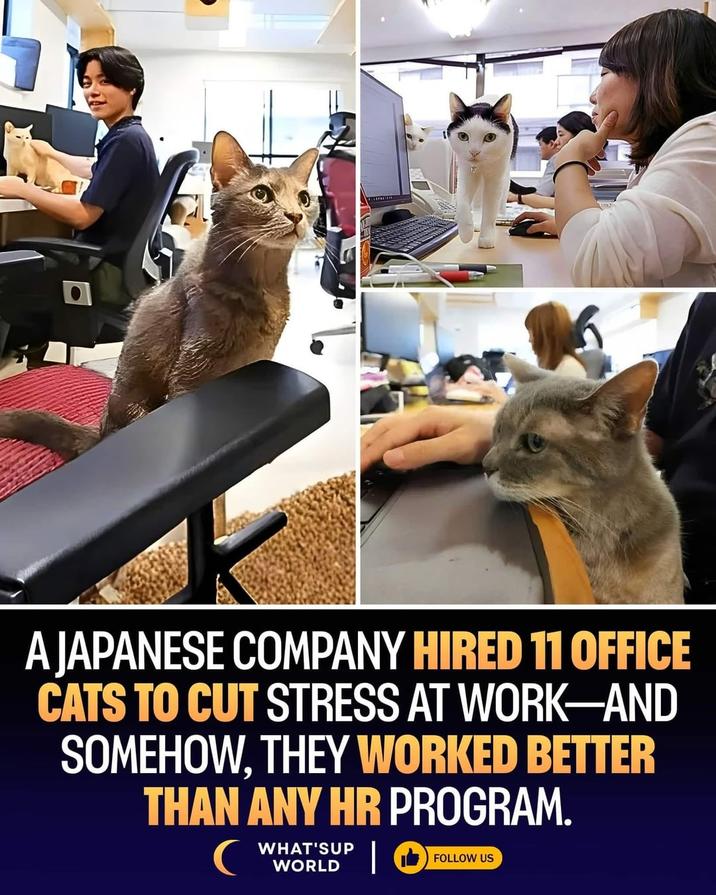 A JAPANESE COMPANY HIRED 11 OFFICE CATS TO CUT STRESS AT WORK-AND SOMEHOW, THEY WORKED BETTER THAN ANY HR PROGRAM. C WHAT'SUP WORLD | O FOLLOW US