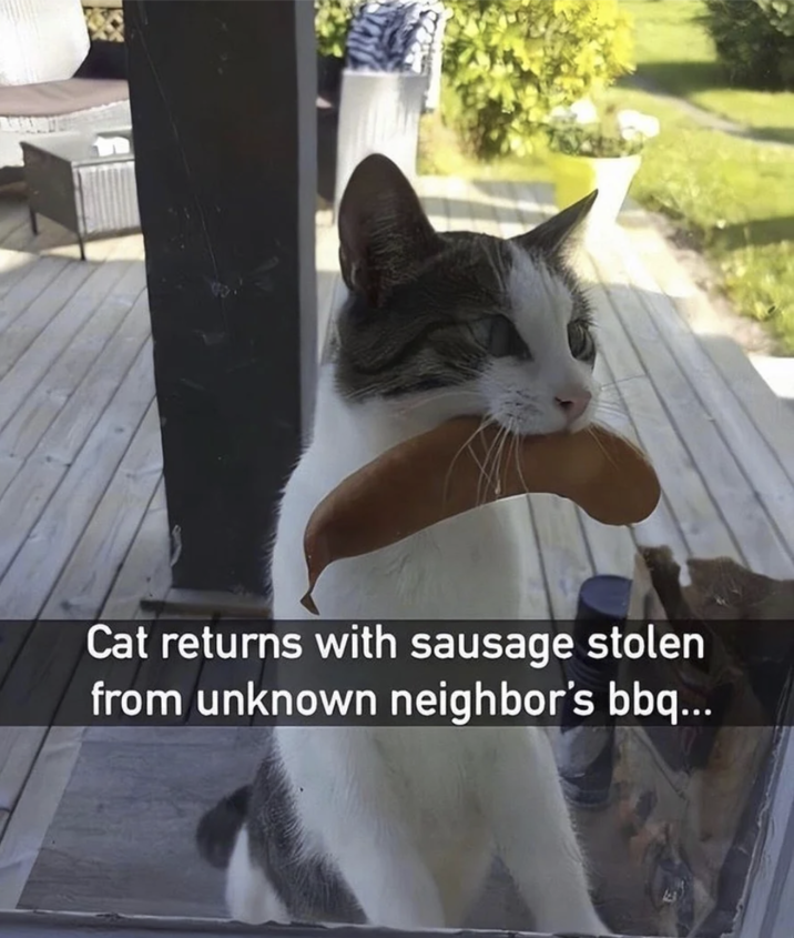 Cat returns with sausage stolen from unknown neighbor's bbq...