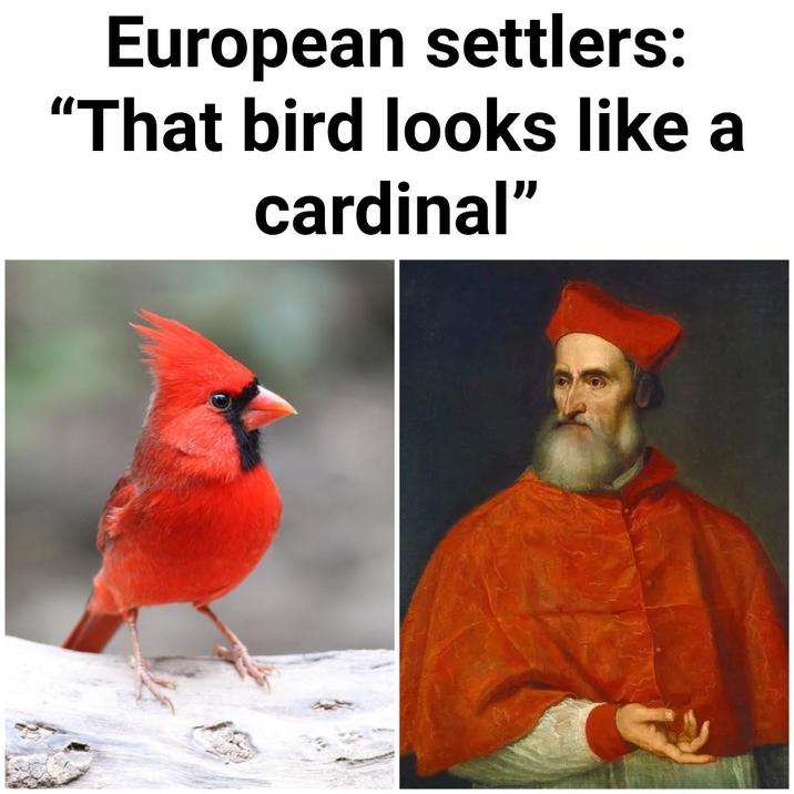 European settlers: "That bird looks like a cardinal"