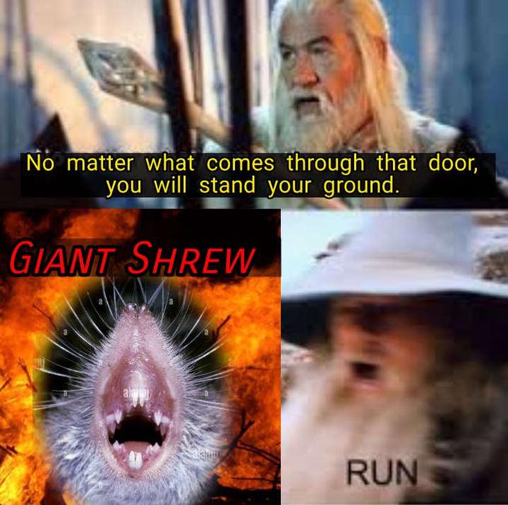 No matter what comes through that door, you will stand your ground. GIANT SHREW alaju મ RUN