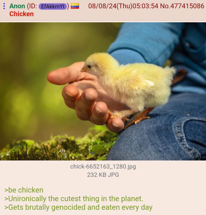 Anon (ID: EfAkkmYl 08/08/24(Thu)05:03:54 No.477415086 Chicken chick-6652163_1280.jpg 232 KB JPG >be chicken >Unironically the cutest thing in the planet. >Gets brutally genocided and eaten every day
