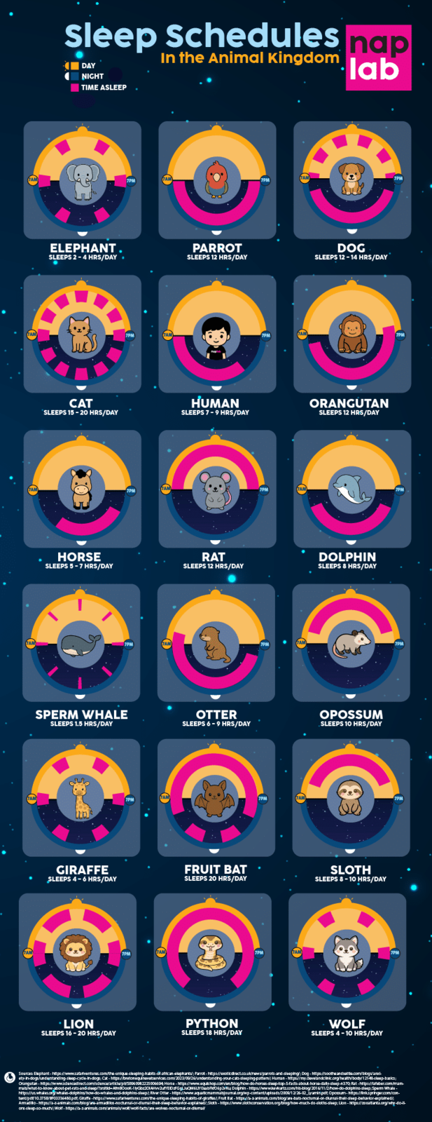 Sleep Schedules nap DAY NIGHT TIME ASLEEP In the Animal Kingdom lab 7AM 7PM 7AM 7PM TAM 7PM ELEPHANT SLEEPS 2-4 HRS/DAY. PARROT SLEEPS 12 HRS/DAY 7PM 7AM) 7PM (7AM CAT SLEEPS 15-20 HRS/DAY HUMAN SLEEPS 7-9 HRS/DAY 7AM 7PM 7AM 7PM DOG SLEEPS 12-14 HRS/DAY ORANGUTAN SLEEPS 12 HRS/DAY HORSE SLEEPS 5-7 HRS/DAY RAT SLEEPS 12 HRS/DAY DOLPHIN SLEEPS 8 HRS/DAY 7PM 7AM 7PM 7AM 7PM SPERM WHALE SLEEPS 1.5 HRS/DAY OTTER SLEEPS 6-9 HRS/DAY OPOSSUM SLEEPS 10 HRS/DAY 7PM (там) 7PM 7AM 7PM GIRAFFE SLEEPS 4-6 HRS/DAY 7AM 7PM LION SLEEPS 16-20 HRS/DAY FRUIT BAT SLEEPS 20 HRS/DAY PYTHON SLEEPS 18 HRS/DAY SLOTH SLEEPS 8-10 HRS/DAY 7AM 7PM WOLF SLEEPS 4-10 HRS/DAY Sources: Elephant - https://www.safartventures.com/the-unique-sleeping-habits-of-african-elephants/; Parrot-https://exoticdirect.co.uk/news/parrots-and-sleeping; Dog- https://soothe and settle.com/blogs/anx- aty-in-dogs/understanding-sleep-cycle-in-dogs; Cat - https://bratonequinevetservices.com/2023/09/26/understanding-your-cats-sleeping-pattem/; Human - https://my.clevelandclinic.org/health/body/12148-sleep-basics; Orangutan - https://www.sdencedirect.com/sdence/article/pl/50960982225006694 Horse - https://www.equishop.com/en/blog/how-do-horses-sleep-top-5-facts-about-horse-dally-sleep-n370; Rat -https://lafeber.com/mam- mals/what-to-know-about-pet-rats-and-sleep/?srstid-AmBook-1 lyGbz201AHw2uYEDFGgJuQM6LY CabFdO6p2v Dolphin-https://www.kavkurtz.com/his-blog/2016/11/2/how-do-dolphins-sleep; Sperm Whale - https://us.whales.org/whales-dolphins/how-do-whales-and-dolphins-sleep/; River Otter - https://www.aquaticmammalsjoumal.org/wp-content/uploads/2009/12/26-02_yamin.pdf; Opossum- https://Inkspringer.com/com- tent/pdf/10.3758/BF03336480.pdf; Giraffe -https://www.safar ventures.com/the-unique-sleeping-habits-of-giraffes/; Fruit Bat - https://a-animals.com/blog/are-bats-noctural-or-diurnal-their-sleep-behavior-explained/; Armadillo-https://a-z-animals.com/blog/are-armadillos-nocturnal-or-diumal-their-sleep-behavior-explained/;Sloth - https://www.slothconservation.org/blog/how-much-do-sloths-sleep; Lion - https://zooatlanta.org/why-do-l ons-sleep-so-much; Wolf-https://a-z-animals.com/animals/wo/wolf-facts/are-wolves-noctural-or-dumal