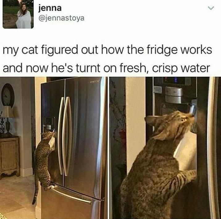 jenna @jennastoya my cat figured out how the fridge works and now he's turnt on fresh, crisp water
