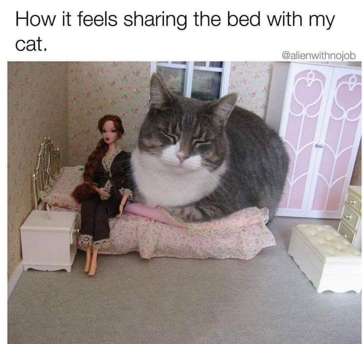 How it feels sharing the bed with my cat. @alienwithnojob