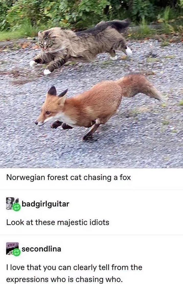 Norwegian forest cat chasing a fox badgirlguitar Look at these majestic idiots NYEH G secondlina I love that you can clearly tell from the expressions who is chasing who.
