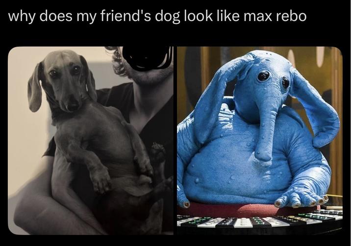 why does my friend's dog look like max rebo