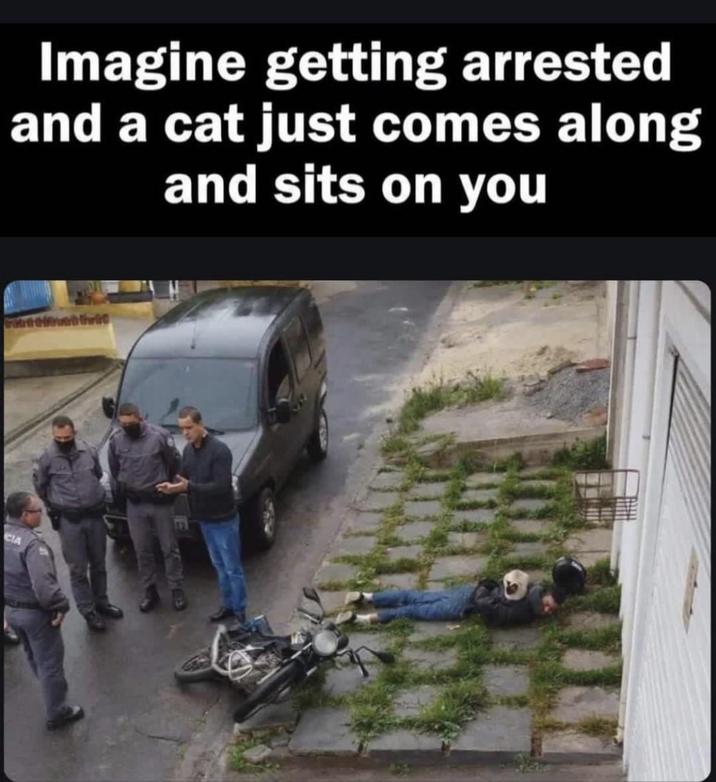 Imagine getting arrested and a cat just comes along and sits on you CIA