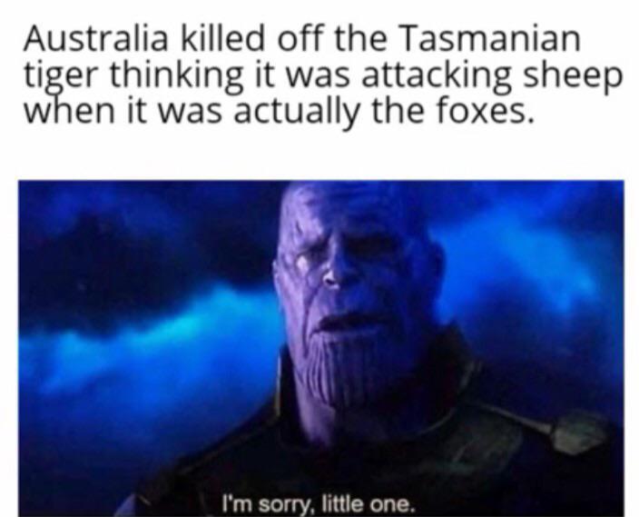 Australia killed off the Tasmanian tiger thinking it was attacking sheep when it was actually the foxes. I'm sorry, little one.