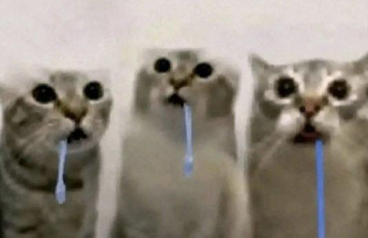 A reaction image meme of three low resoultion cats drooling.
