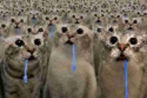 A reaction image of a crowd of cats drooling and staring upward.