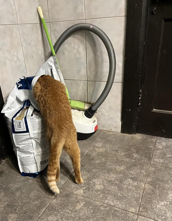10Kg LA