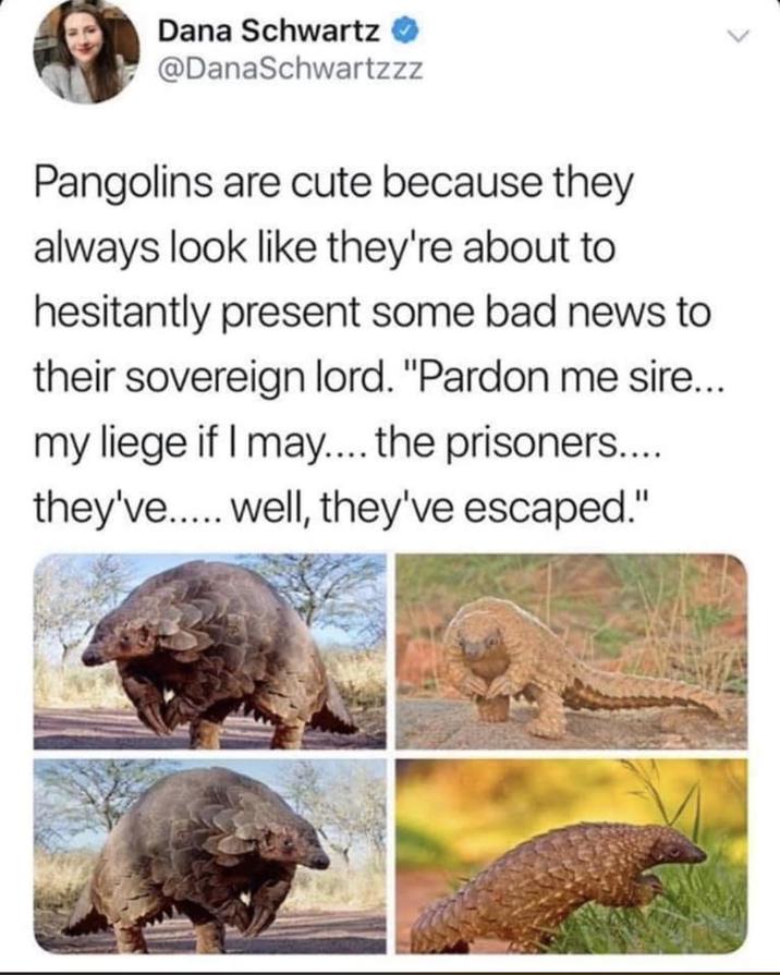 Dana Schwartz @DanaSchwartzzz Pangolins are cute because they always look like they're about to hesitantly present some bad news to their sovereign lord. "Pardon me sire... my liege if I may.... the prisoners.... they've..... well, they've escaped."