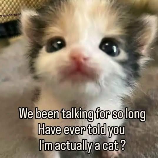 rangecarmeme We been talking for so long Have ever told you I'm actually a cat?