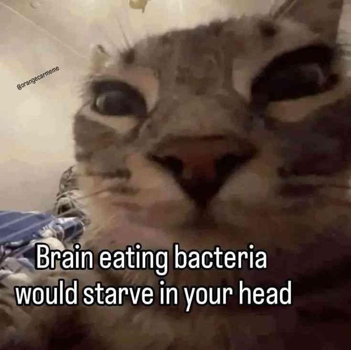 Gorangecarmeme Brain eating bacteria would starve in your head