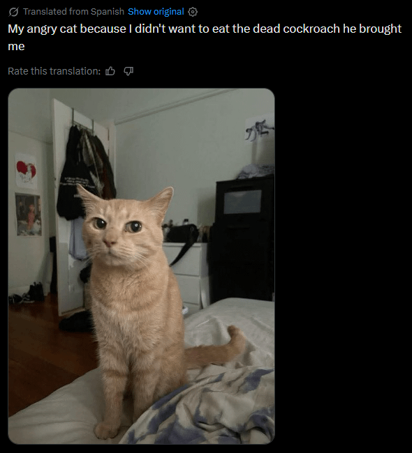 Translated from Spanish Show original My angry cat because I didn't want to eat the dead cockroach he brought me Rate this translation: