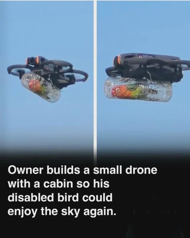 Owner builds a small drone with a cabin so his disabled bird could enjoy the sky again.