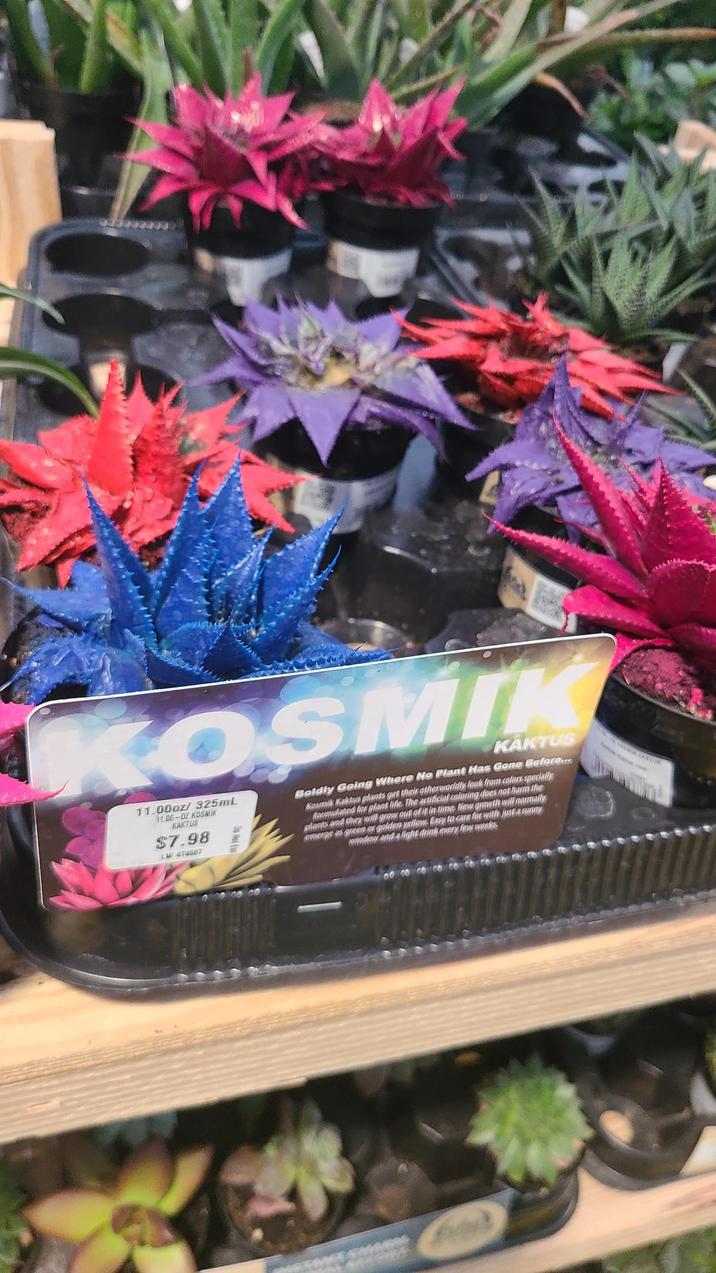 KOSMIK 11.00oz/ 325mL 11.00-OZ KOSMIK KAKTUS $7.98 LW 474587 KAKTUS Boldly Going Where No Plant Has Gone Before... Kosmik Kaktus plants get their otherworldly look from calars specially formulated for plant life. The artificial coloring does not harm the plants and they will grow out of it in time New growth will normally emerge as green or golden yellow Easy to care for with just a sunny window and a light drink every few weeks 80 0 www