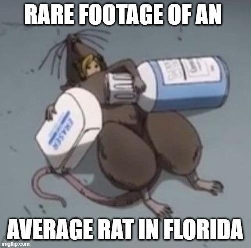 RARE FOOTAGE OF AN ERASER AVERAGE RAT IN FLORIDA imgflip.com