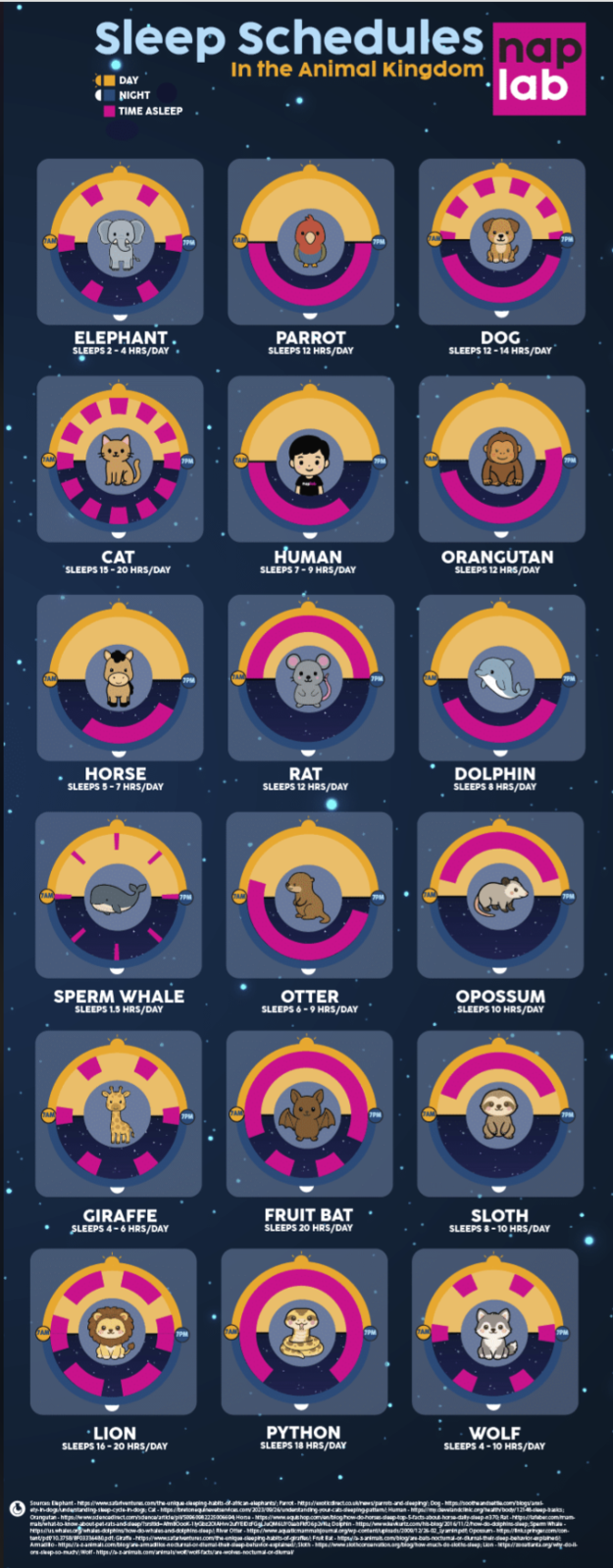 Sleep Schedules nap DAY NIGHT TIME ASLEEP In the Animal Kingdom lab ELEPHANT SLEEPS 2-4 HRS/DAY 7PM PARROT SLEEPS 12 HRS/DAY DOG SLEEPS 12-14 HRS/DAY CAT SLEEPS 15-20 HRS/DAY HUMAN SLEEPS 7-9 HRS/DAY ORANGUTAN SLEEPS 12 HRS/DAY OC HORSE SLEEPS 5-7 HRS/DAY RAT SLEEPS 12 HRS/DAY SPERM WHALE SLEEPS 1.5 HRS/DAY OTTER SLEEPS 6-9 HRS/DAY DOLPHIN SLEEPS & HRS/DAY OPOSSUM SLEEPS 10 HRS/DAY 7PM GIRAFFE SLEEPS 4-6 HRS/DAY FRUIT BAT SLEEPS 20 HRS/DAY SLOTH SLEEPS 8-10 HRS/DAY ⚫LION SLEEPS 16-20 HRS/DAY PYTHON SLEEPS 18 HRS/DAY WOLF SLEEPS 4-10 HRS/DAY Sources: Elephant-hitps://www.startventures.com/the-unique-clasping-habits-of-can-lephants; Parrot- ty-in-dogAndarstanding-skup hps/bratoniqunestenica.com/2013/09/26/ Orangutan-https://www.sdencadic mat/what-to-know about patcats news/parrots and deeping Dog-https: eeping-pattem/; Human-https//my.davel Wartida/pl/50060082225006604 Hone-httpswww.aqushop.comvan/blog/how-do-horses-slaap-top-5-facts-about-horse y-dap-a370 Rat-https://tuber.com/man rid-AmBook-1yG201AHw2uEDFGM6YF06pa Dorin-https//www.vkurtz.com/hs-blog/2016/11/2/how-do-dolphins-sleep: Sperm whale. https://swhales.org whales-dolphins/how- whales-and-dolphins-deep River Otter-https://www.aqatmammatioumal.org/wp-content/uploads/2008/12/26-02 yamin pen Opossum-hitps://inspringer.com/com tant/pd10.3758/BF03336480.pdf; Giraffe -https://www.safaventures.com/the-unique-sleeping-habits-of-giraffes Fruit Bat-https://animals.com/blog/ara-bats-noctumal-or-dural-their-sleep-behaviora Amado-http//a--animals.com/blog/are-amadies-nocturnal-ordumal-that-sleep-bahafor-explained Sloth-tps//www.slothconservation.argtoghow-much-do-sloths-sleep; Lion-https://start.org/why-doll ons-sep-so-much-Wolf-https://animal.com/animals/wolf/wolfacts/are-wolves-noctumal.ordial