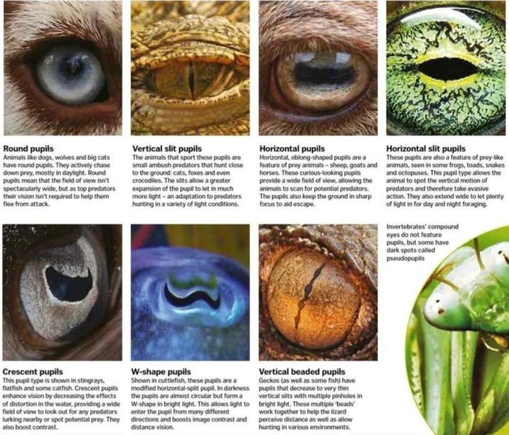 C Round pupils Animals like dogs, wolves and big cats have round pupils. They actively chase down prey, mostly in daylight. Round pupils mean that the field of view isn't spectacularly wide, but as top predators their vision isn't required to help them flee from attack. Vertical slit pupils The animals that sport these pupils are small ambush predators that hunt close to the ground: cats, foxes and even crocodiles. The slits allow a greater expansion of the pupil to let in much more light-an adaptation to predators hunting in a variety of light conditions. Horizontal pupils Horizontal, oblong-shaped pupils are a feature of prey animals-sheep, goats and horses. These curious-looking pupils provide a wide field of view, allowing the animals to scan for potential predators. The pupils also keep the ground in sharp focus to aid escape. Horizontal slit pupils These pupils are also a feature of prey-like animals, seen in some frogs, toads, snakes and octopuses. This pupil type allows the animal to spot the vertical motion of predators and therefore take evasive action. They also extend wide to let plenty of light in for day and night foraging. Invertebrates' compound eyes do not feature pupils, but some have dark spots called pseudopups Crescent pupils This pupil type is shown in stingrays, flatfish and some catfish. Crescent pupils enhance vision by decreasing the effects of distortion in the water, providing a wide field of view to look out for any predators lurking nearby or spot potential prey. They also boost contrast. W-shape pupils Shown in cuttlefish, these pupils are a modified horizontal-split pupil. In darkness the pupils are almost circular but form a W-shape in bright light. This allows light to enter the pupil from many different directions and boosts image contrast and distance vision. Vertical beaded pupils Geckos (as well as some fish) have pupils that decrease to very thin vertical slits with multiple pinholes in bright light. These multiple 'beads' work together to help the lizard perceive distance as well as allow hunting in various environments.