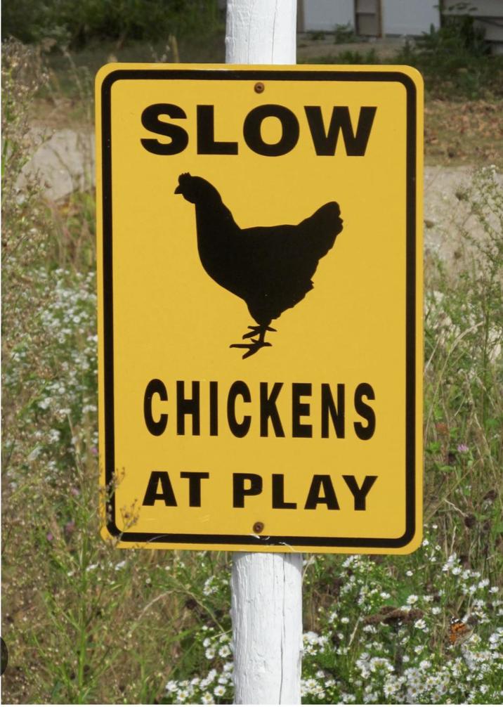 SLOW CHICKENS AT PLAY