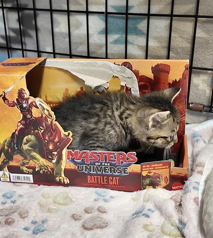 MASTERS OF THE UNIVERSE BATTLE CAT FIGHTING TIGER TIGRE DE COMBAY TRY NEI PRUEBAME ESSAIE-MON EXPERIMENTE MATTEL