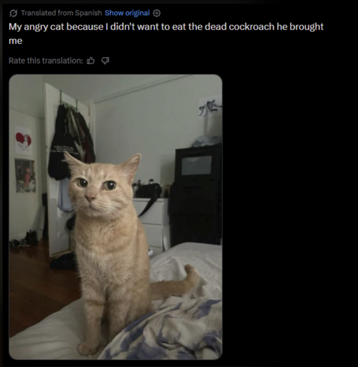 Translated from Spanish Show original ✪ My angry cat because I didn't want to eat the dead cockroach he brought me Rate this translation:
