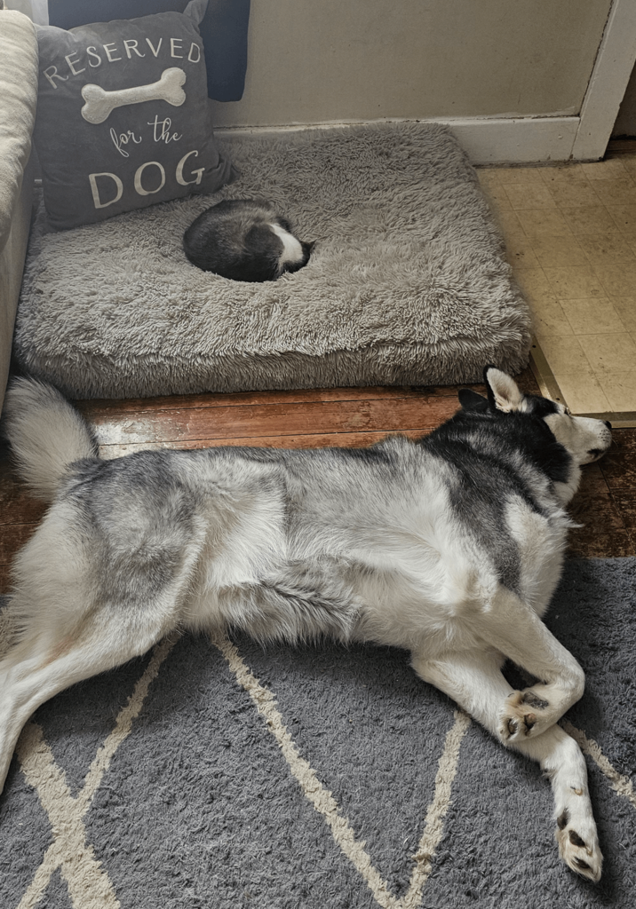 RESERVED for the DOG
