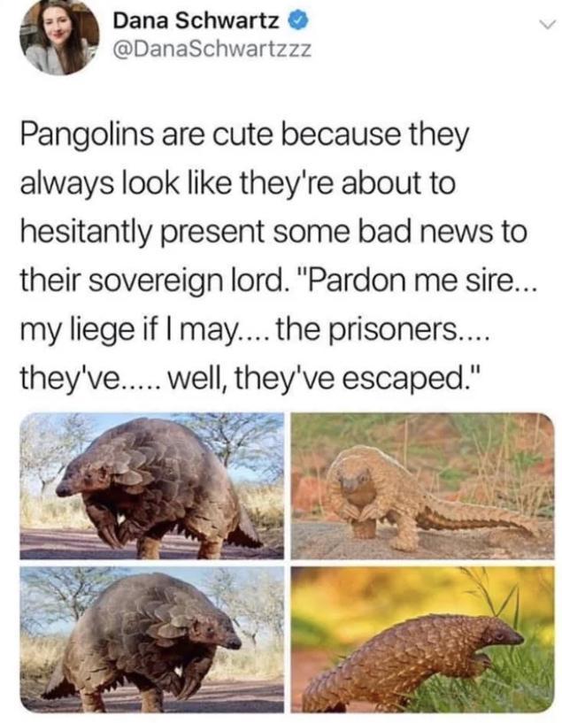 Dana Schwartz @DanaSchwartzzz Pangolins are cute because they always look like they're about to hesitantly present some bad news to their sovereign lord. "Pardon me sire... my liege if I may.... the prisoners.... they've..... well, they've escaped."