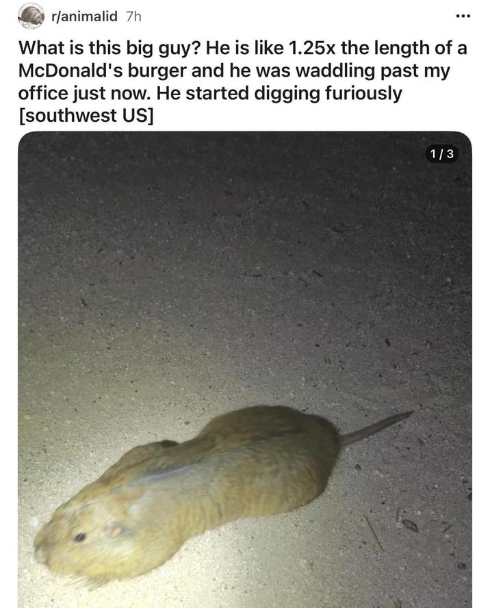 r/animalid 7h What is this big guy? He is like 1.25x the length of a McDonald's burger and he was waddling past my office just now. He started digging furiously [southwest US] 1/3