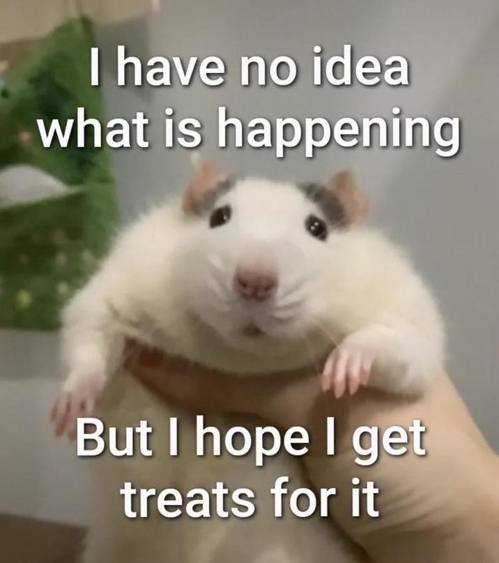 I have no idea what is happening But I hope I get treats for it