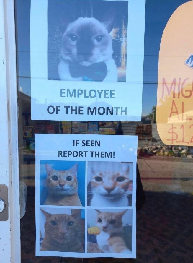 EMPLOYEE OF THE MONTH IF SEEN REPORT THEM! MIG AL $12