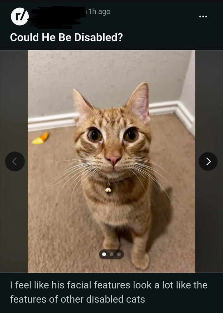 r/ 11h ago Could He Be Disabled? > I feel like his facial features look a lot like the features of other disabled cats